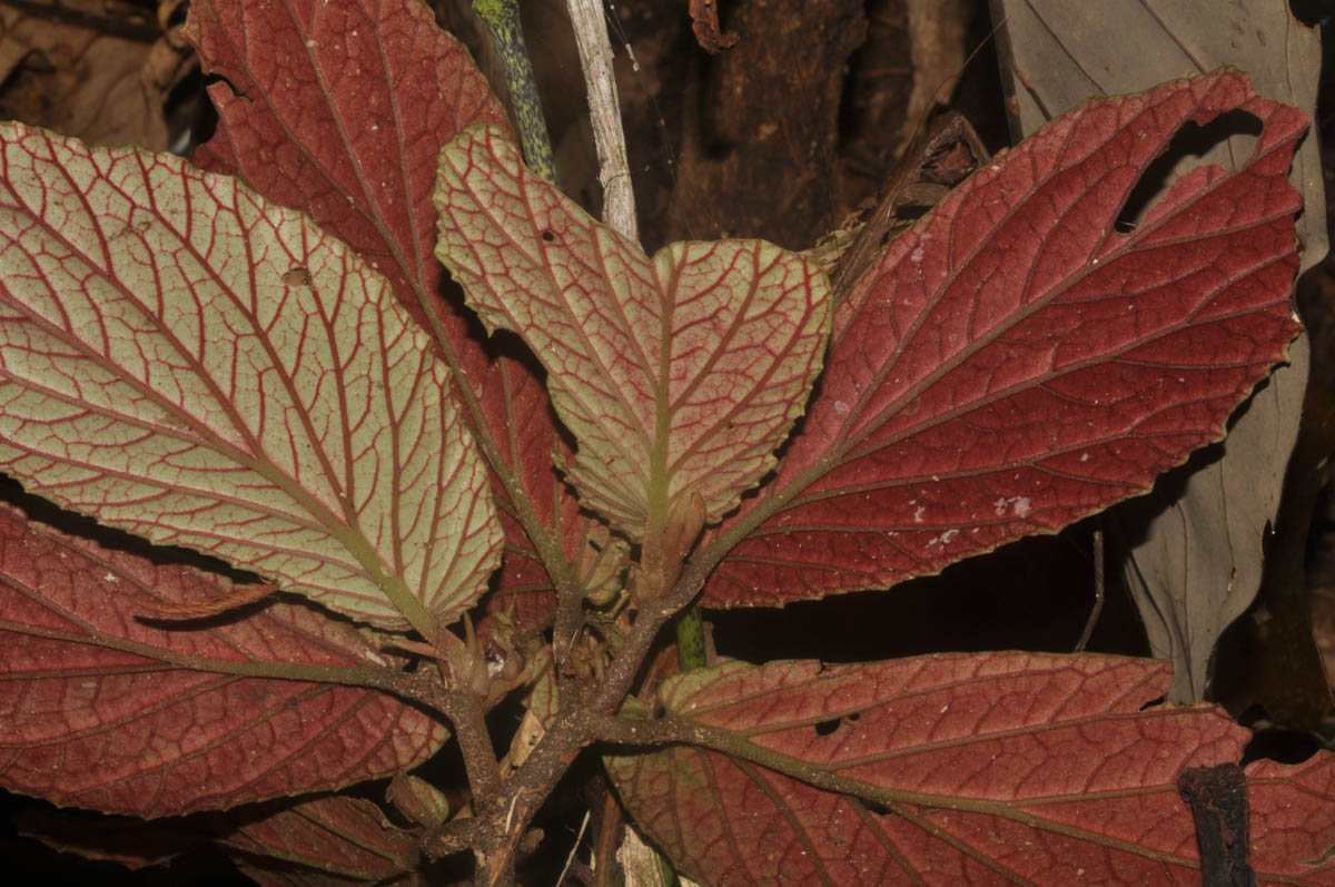 B. macgregorii